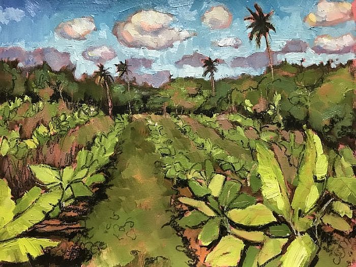 Sugarcane Fields Cuba
